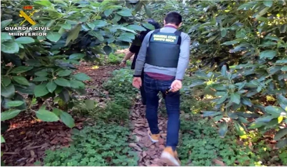Au furat 800 de kilograme de avocado, în Spania, producând pagube de 2.000 de Euro fermierilor